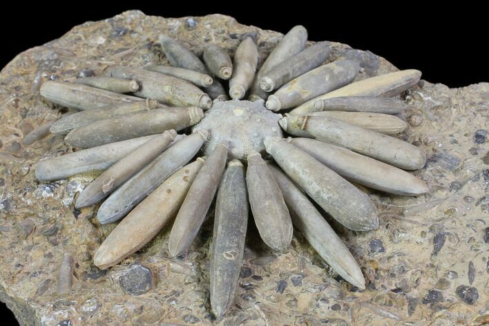 Jurassic Club Urchin (Gymnocidaris) - Boulmane, Morocco #85969